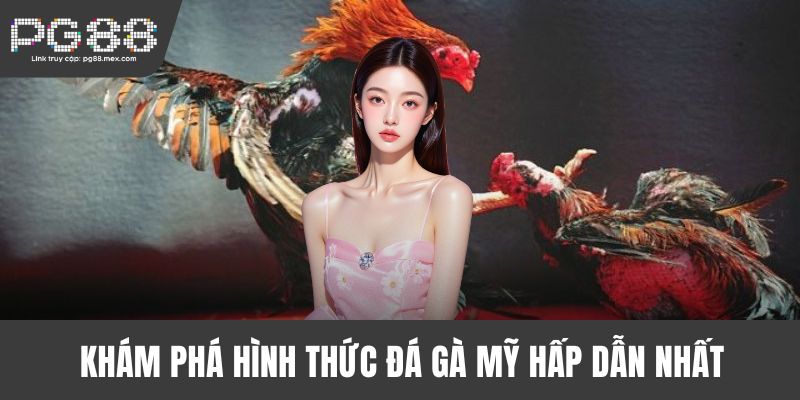 Khám phá hình thức đá gà Mỹ hấp dẫn nhất